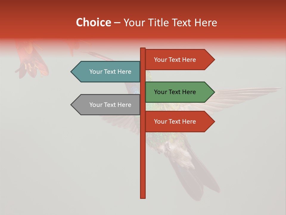 Cynanthus Latirostris Feather Background Cynanthus PowerPoint Template