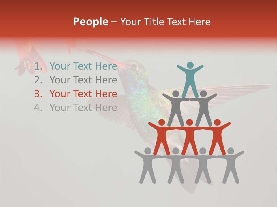 Cynanthus Latirostris Feather Background Cynanthus PowerPoint Template