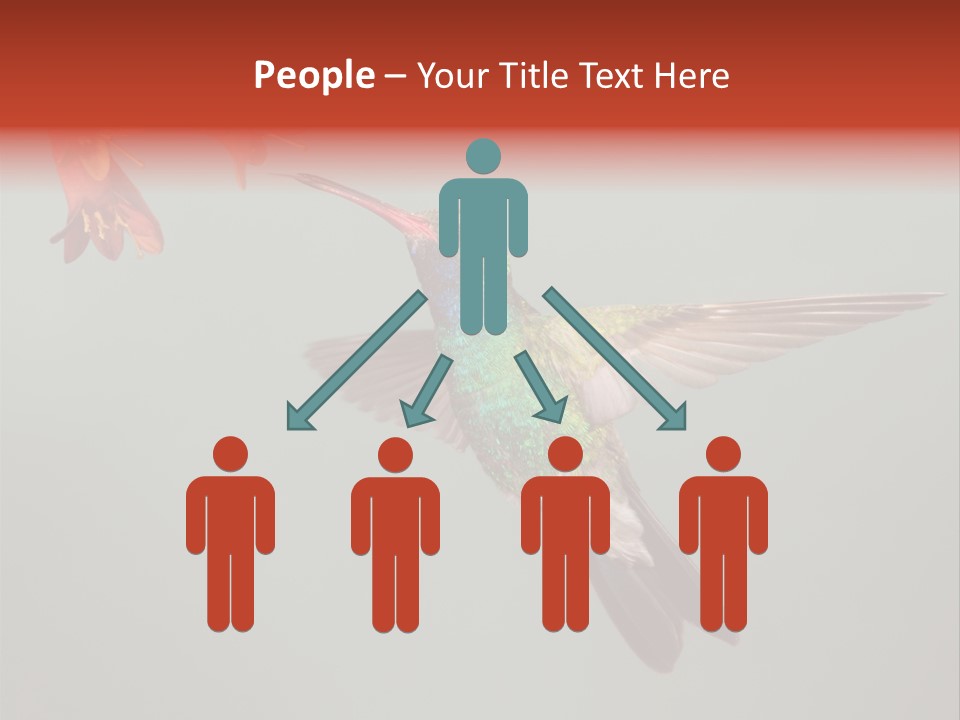 Cynanthus Latirostris Feather Background Cynanthus PowerPoint Template