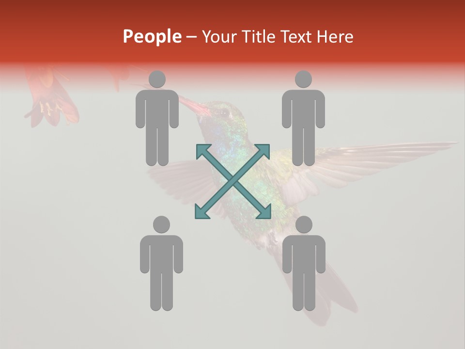 Cynanthus Latirostris Feather Background Cynanthus PowerPoint Template