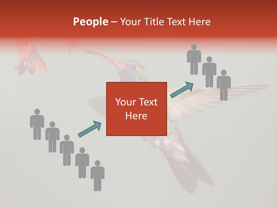 Cynanthus Latirostris Feather Background Cynanthus PowerPoint Template