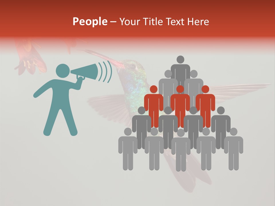 Cynanthus Latirostris Feather Background Cynanthus PowerPoint Template