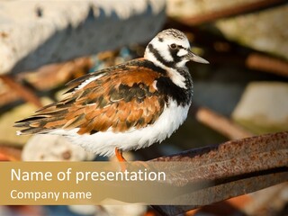 Ruddy Turnstone Post Tommy Thompson Park PowerPoint Template