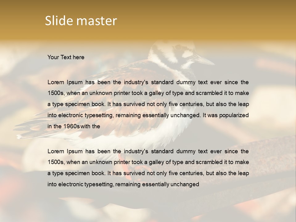 Ruddy Turnstone Post Tommy Thompson Park PowerPoint Template