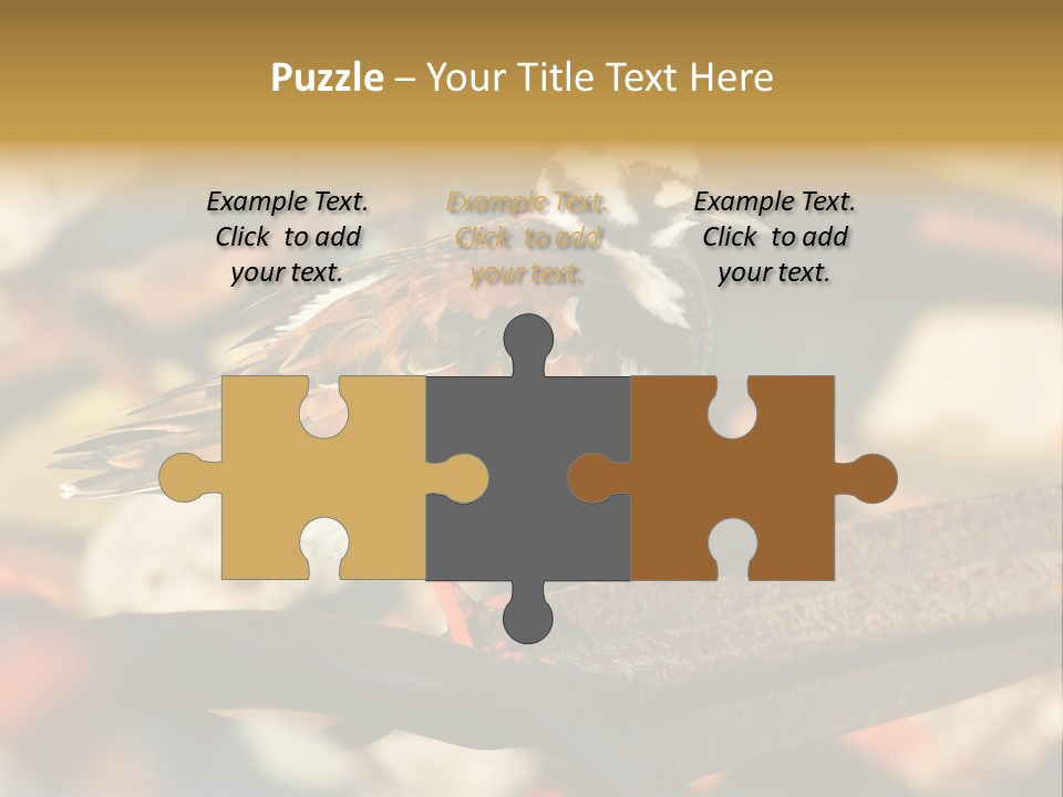 Ruddy Turnstone Post Tommy Thompson Park PowerPoint Template