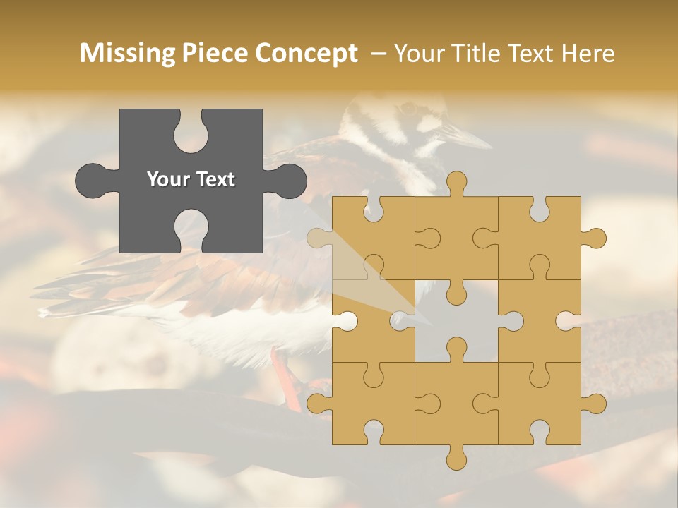 Ruddy Turnstone Post Tommy Thompson Park PowerPoint Template