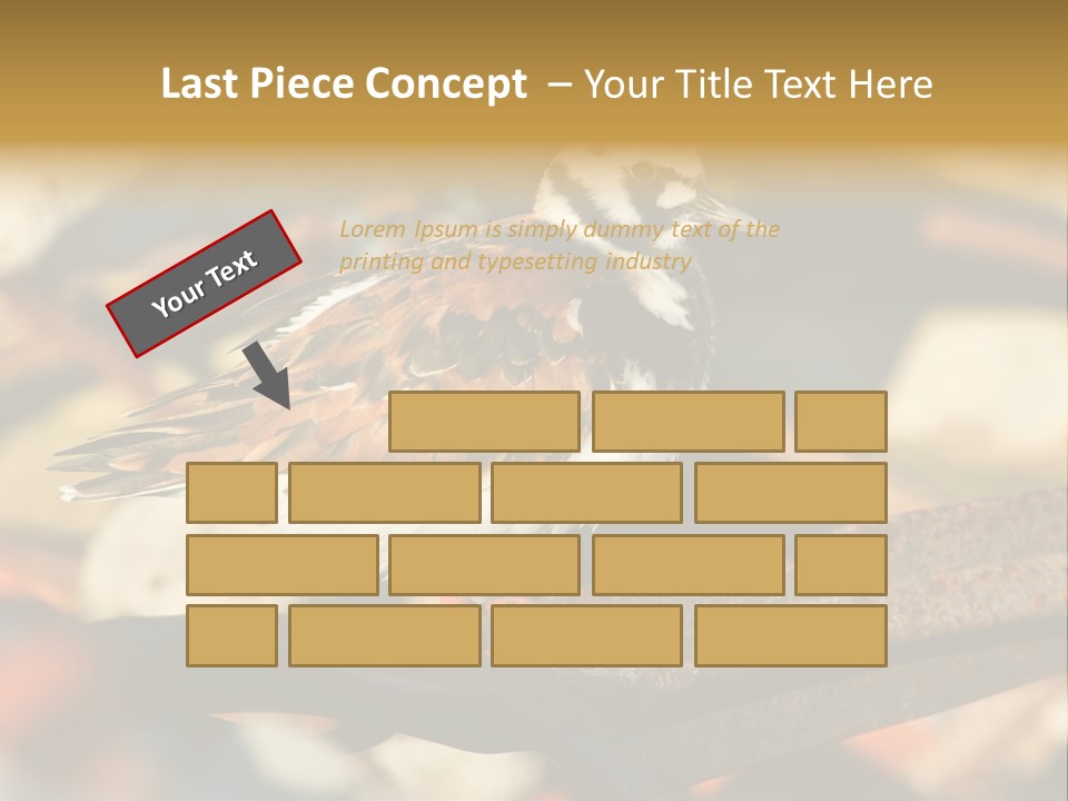 Ruddy Turnstone Post Tommy Thompson Park PowerPoint Template