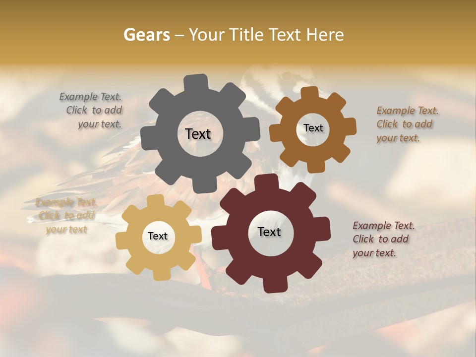 Ruddy Turnstone Post Tommy Thompson Park PowerPoint Template