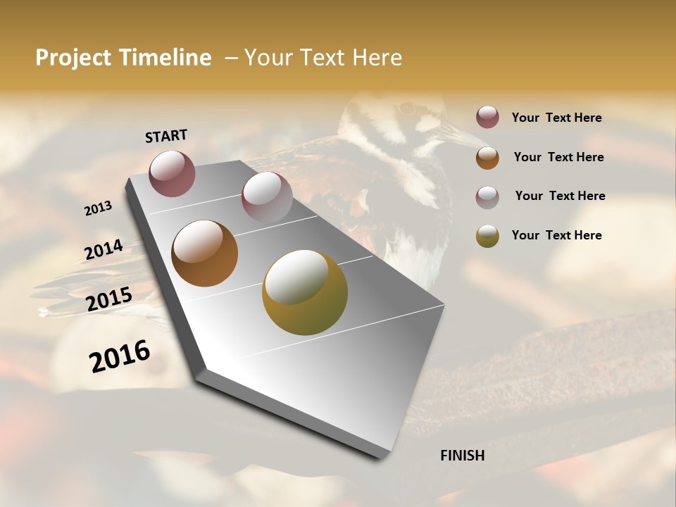 Ruddy Turnstone Post Tommy Thompson Park PowerPoint Template