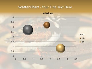 Ruddy Turnstone Post Tommy Thompson Park PowerPoint Template