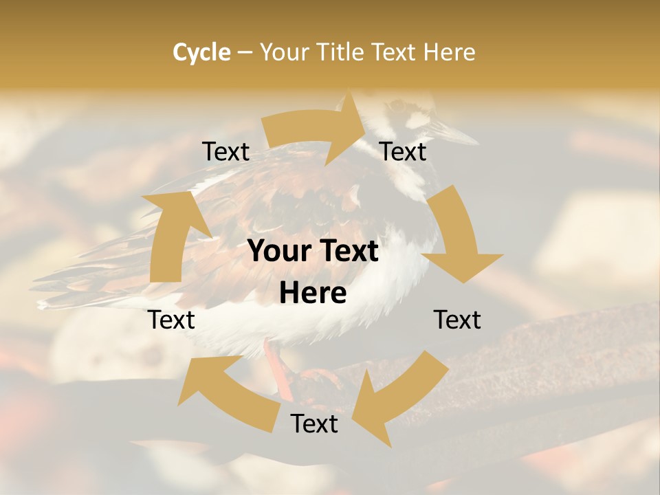 Ruddy Turnstone Post Tommy Thompson Park PowerPoint Template
