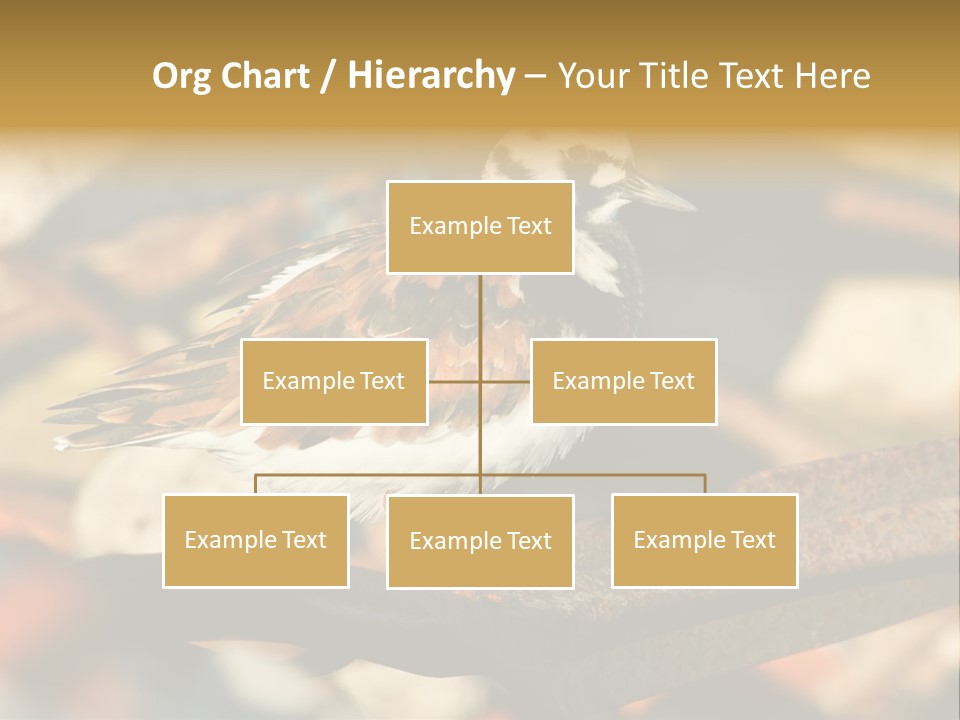 Ruddy Turnstone Post Tommy Thompson Park PowerPoint Template