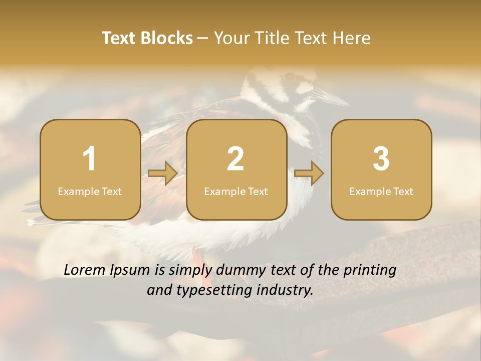 Ruddy Turnstone Post Tommy Thompson Park PowerPoint Template