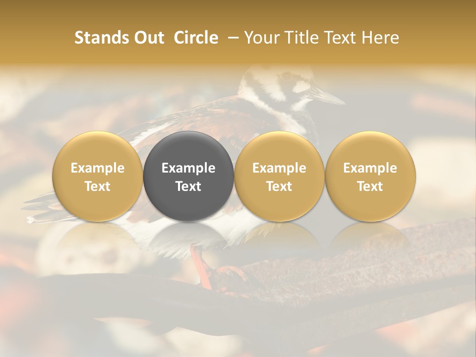 Ruddy Turnstone Post Tommy Thompson Park PowerPoint Template