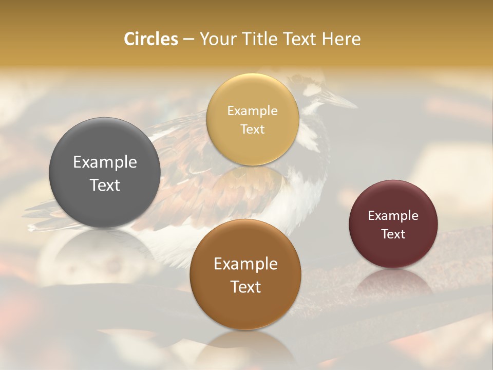 Ruddy Turnstone Post Tommy Thompson Park PowerPoint Template