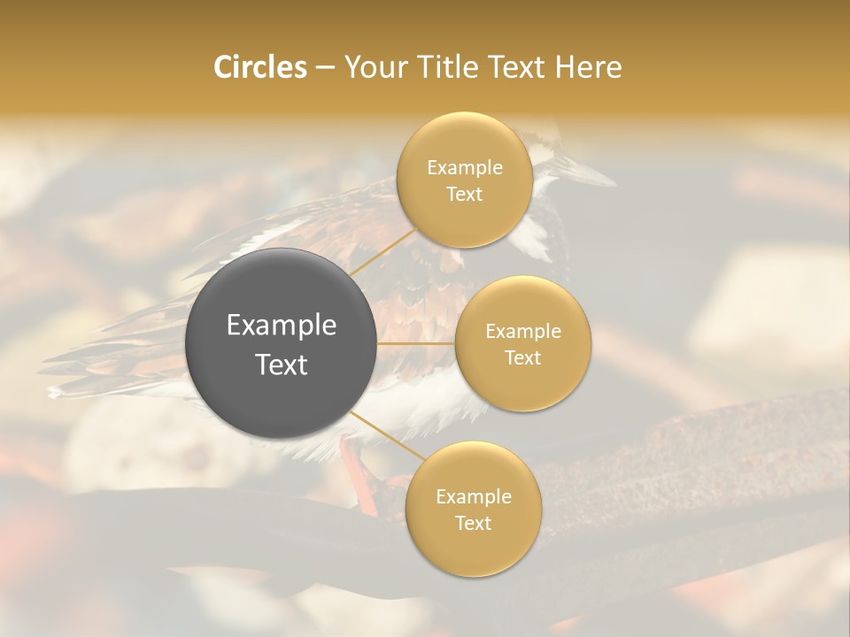 Ruddy Turnstone Post Tommy Thompson Park PowerPoint Template