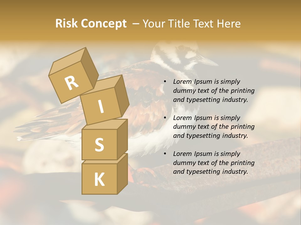 Ruddy Turnstone Post Tommy Thompson Park PowerPoint Template