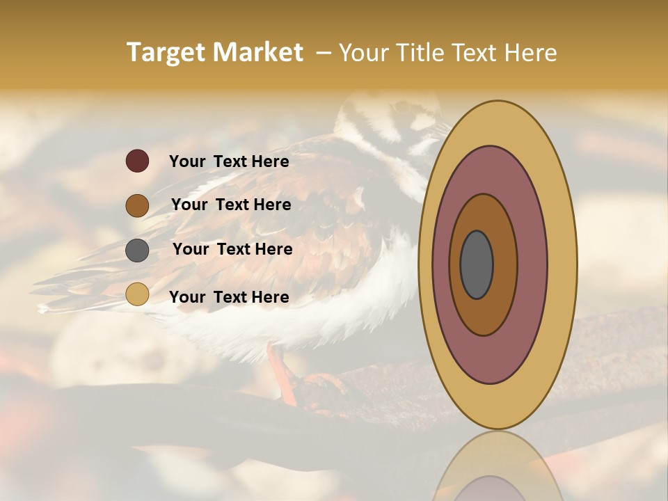 Ruddy Turnstone Post Tommy Thompson Park PowerPoint Template