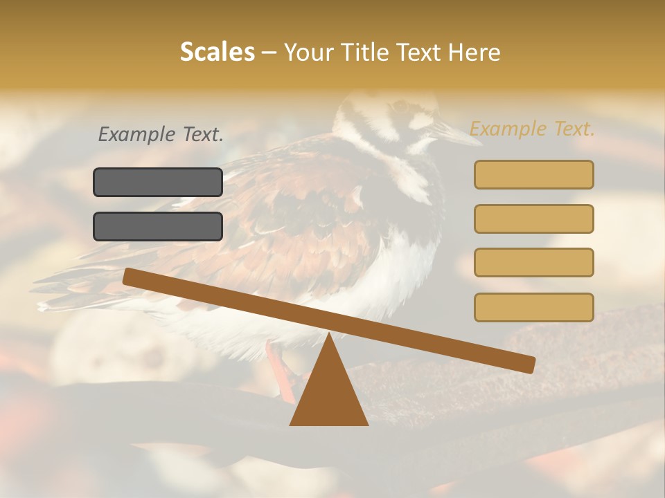 Ruddy Turnstone Post Tommy Thompson Park PowerPoint Template