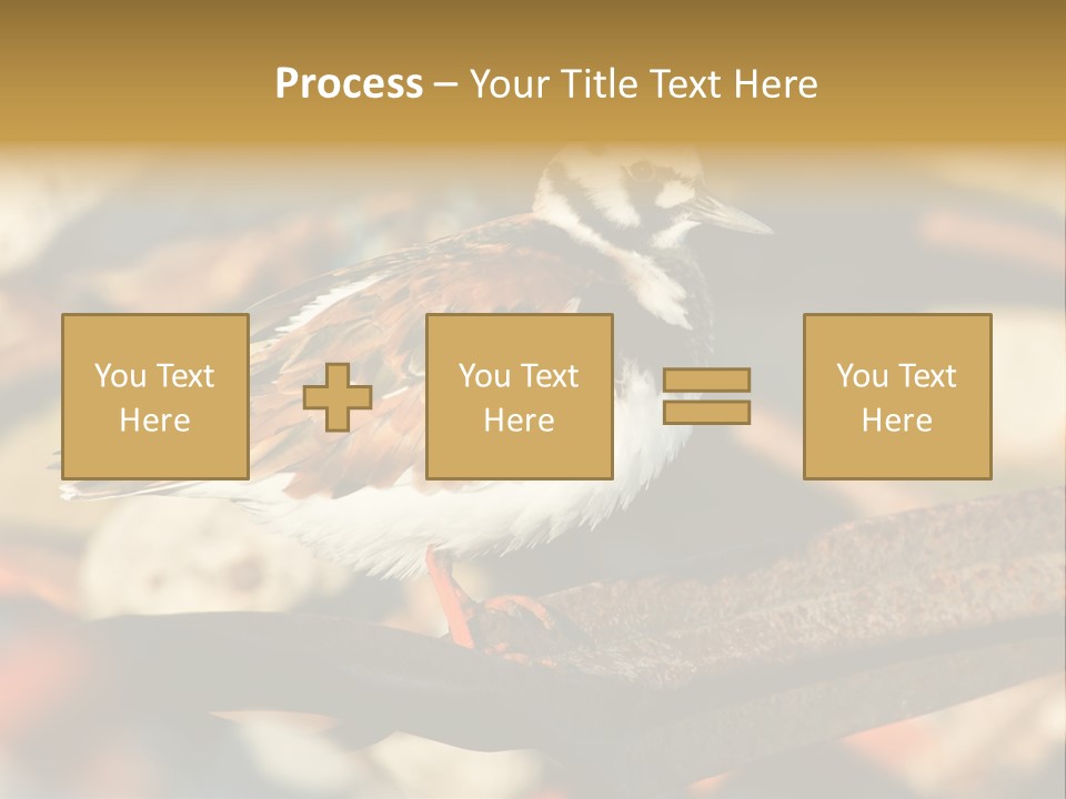 Ruddy Turnstone Post Tommy Thompson Park PowerPoint Template