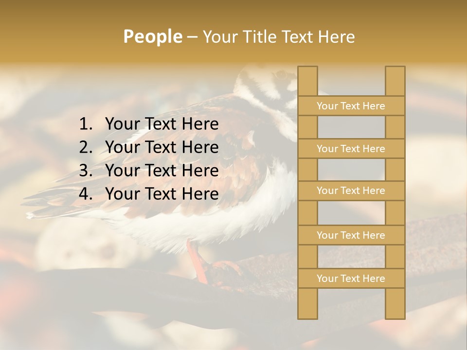 Ruddy Turnstone Post Tommy Thompson Park PowerPoint Template