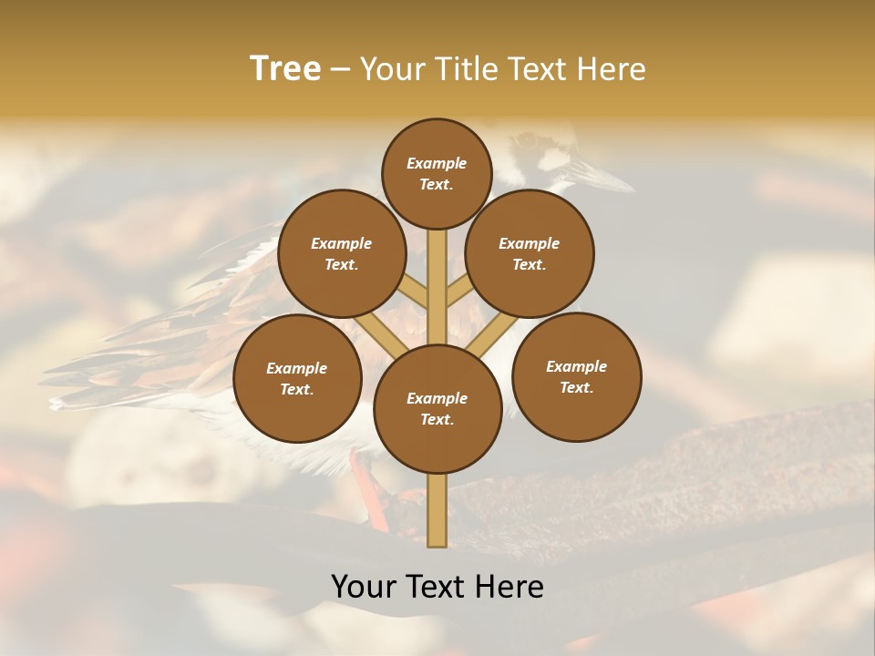 Ruddy Turnstone Post Tommy Thompson Park PowerPoint Template