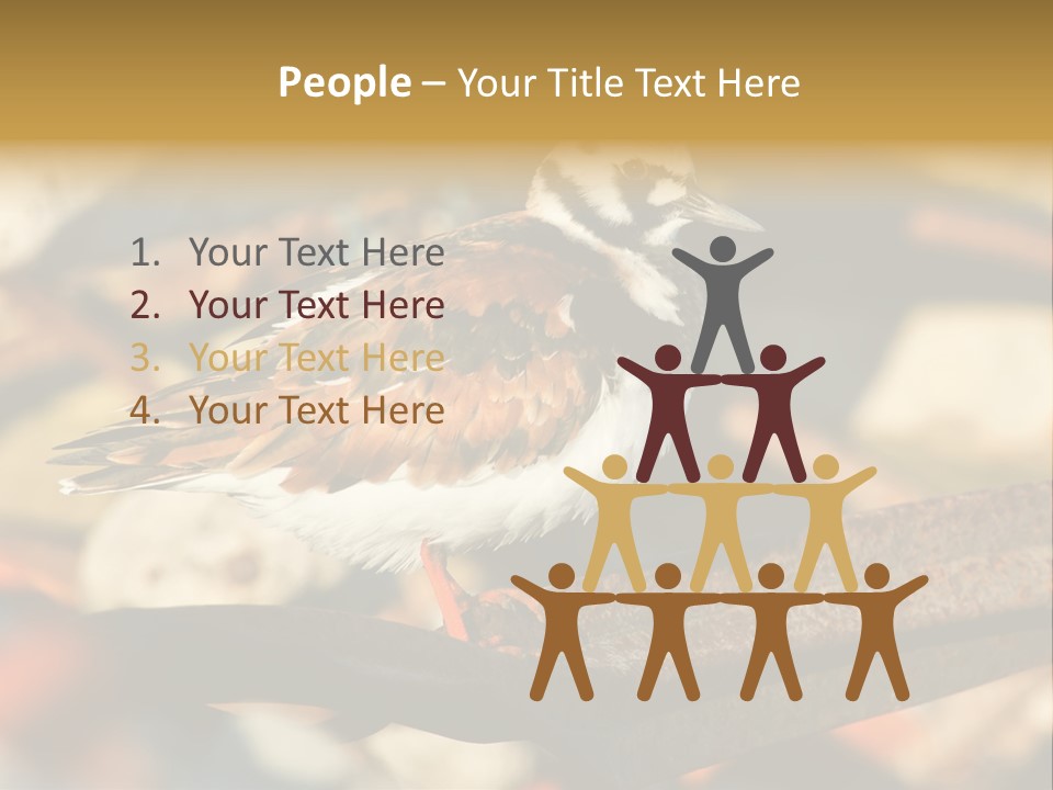 Ruddy Turnstone Post Tommy Thompson Park PowerPoint Template