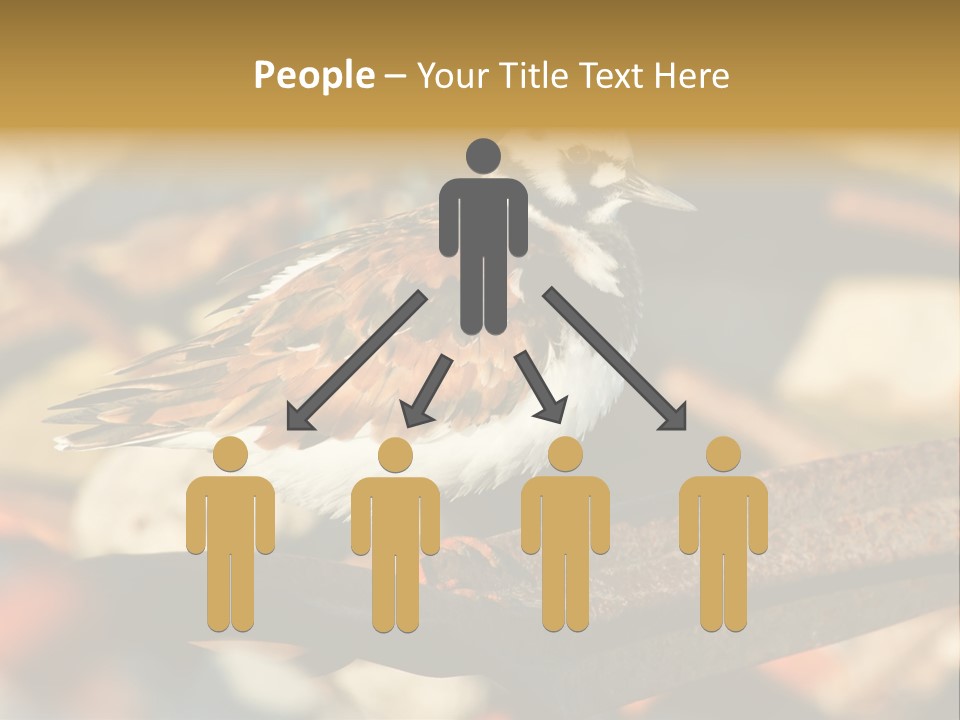 Ruddy Turnstone Post Tommy Thompson Park PowerPoint Template