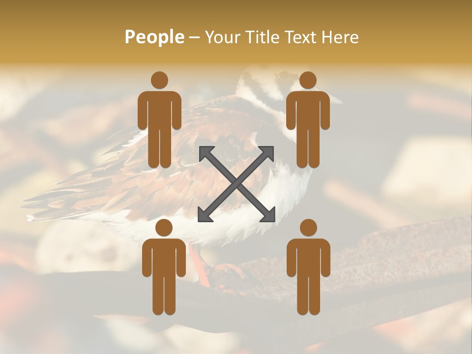 Ruddy Turnstone Post Tommy Thompson Park PowerPoint Template