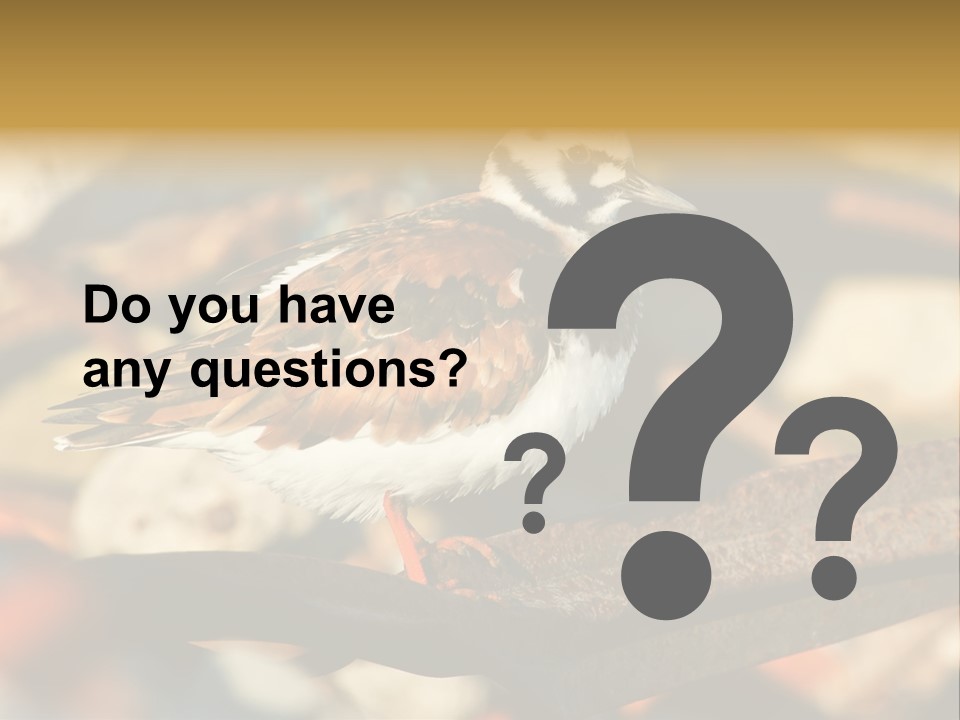 Ruddy Turnstone Post Tommy Thompson Park PowerPoint Template