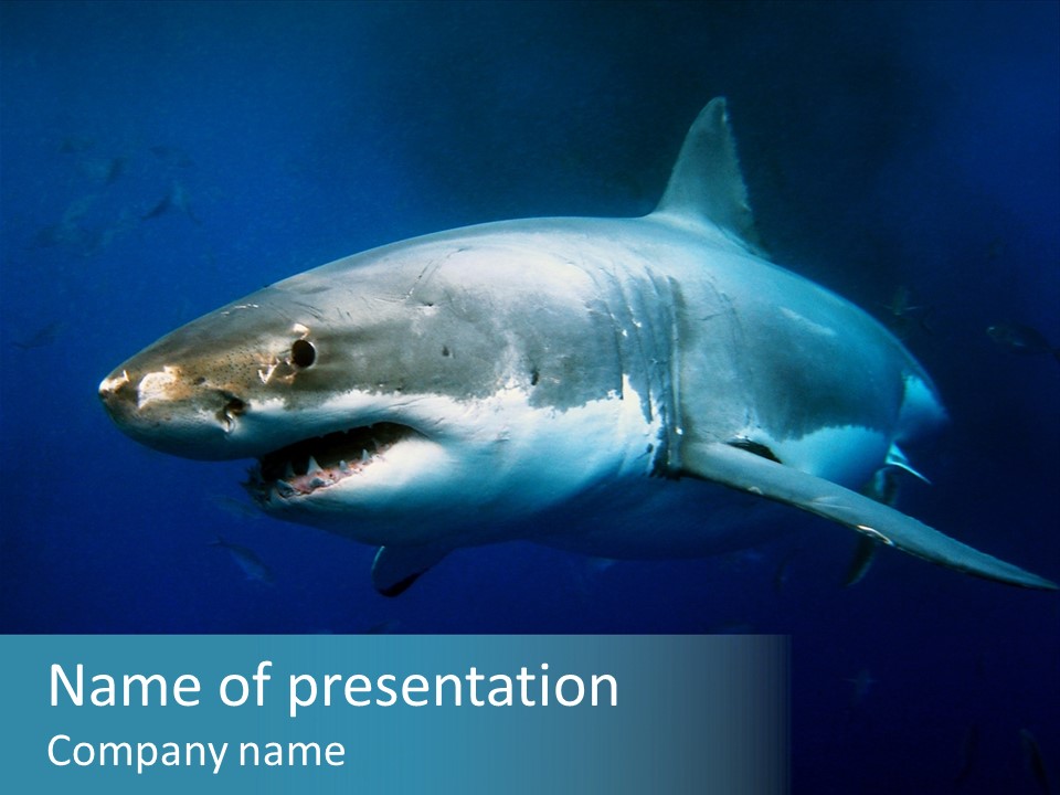 Carcharodon Carcharias Dangerous Aggressiveness PowerPoint Template