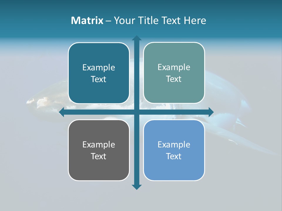 Carcharodon Carcharias Dangerous Aggressiveness PowerPoint Template