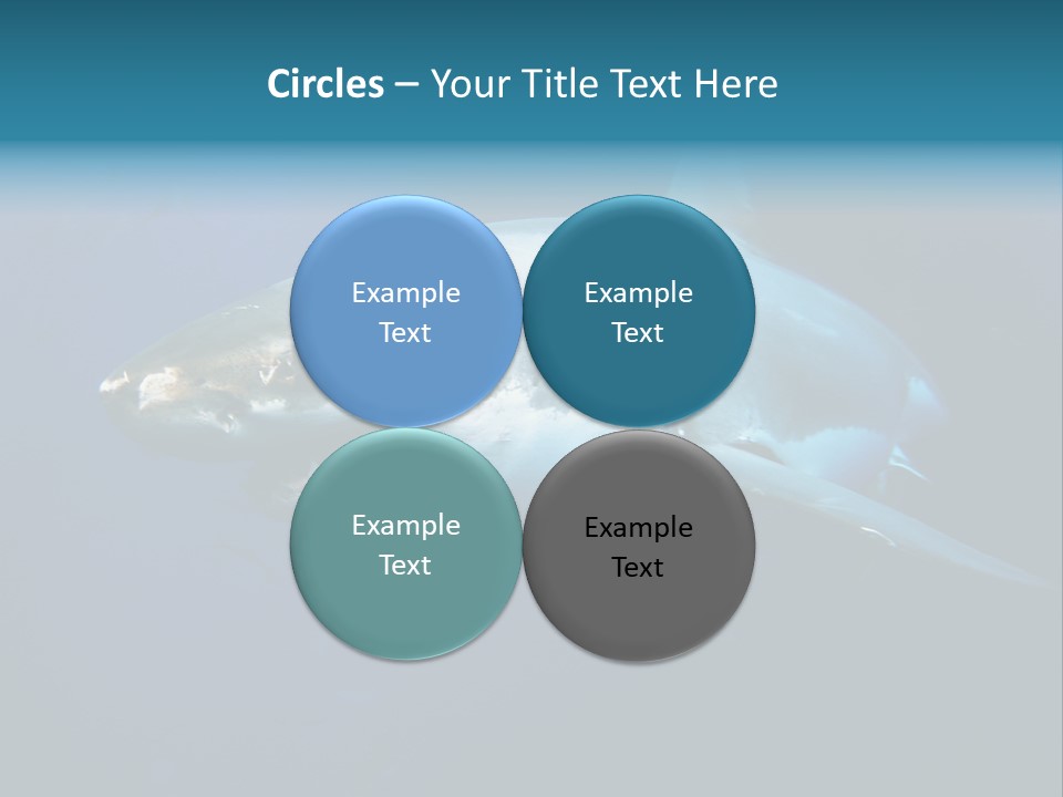 Carcharodon Carcharias Dangerous Aggressiveness PowerPoint Template