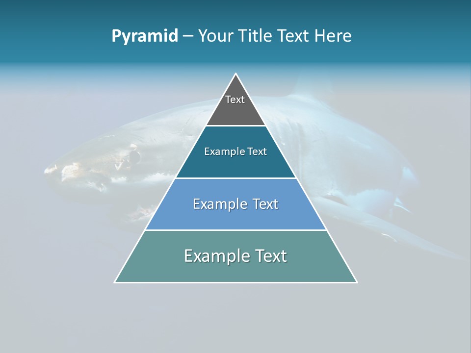Carcharodon Carcharias Dangerous Aggressiveness PowerPoint Template