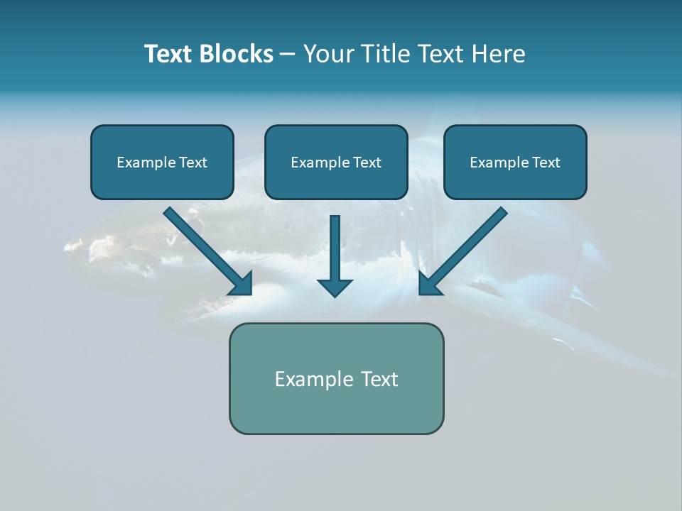 Carcharodon Carcharias Dangerous Aggressiveness PowerPoint Template