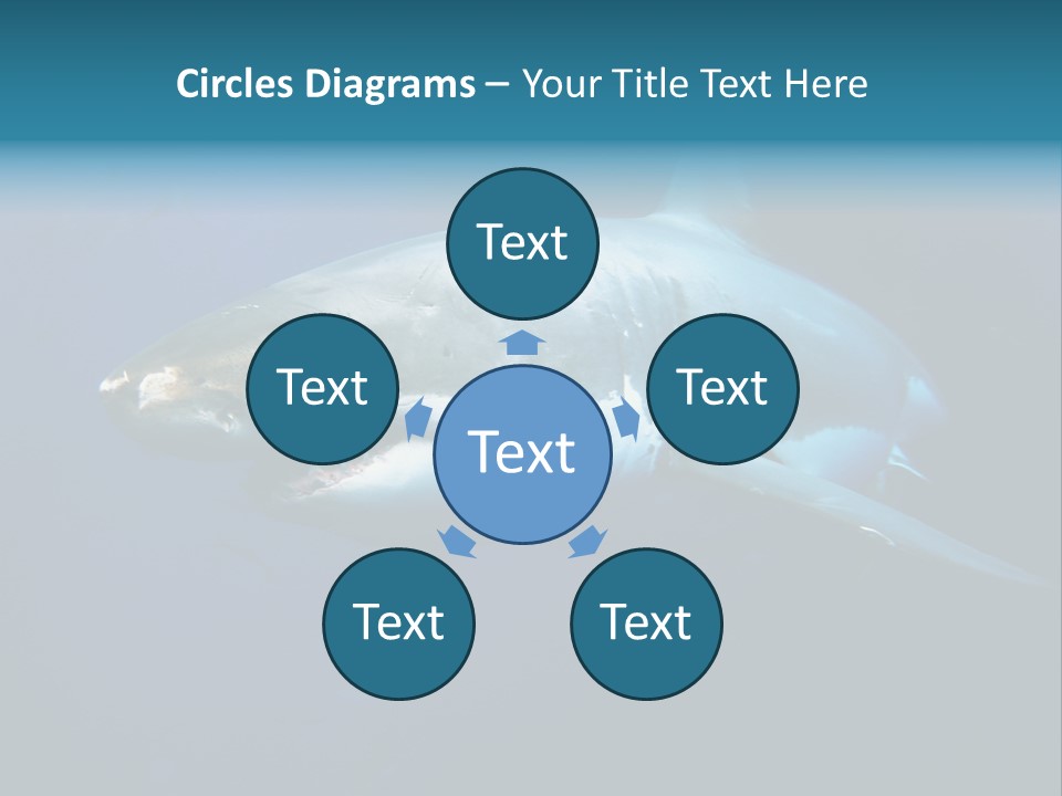 Carcharodon Carcharias Dangerous Aggressiveness PowerPoint Template