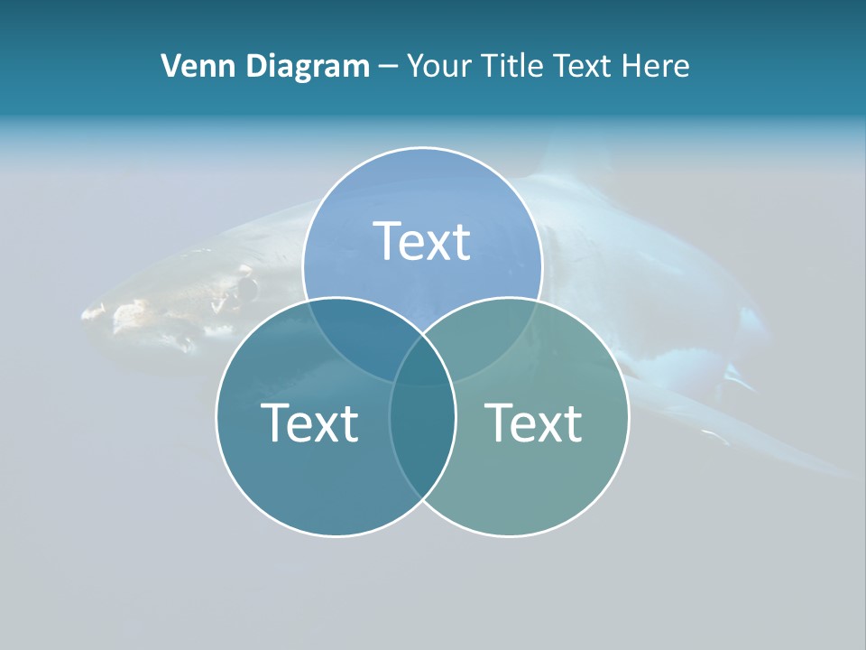 Carcharodon Carcharias Dangerous Aggressiveness PowerPoint Template