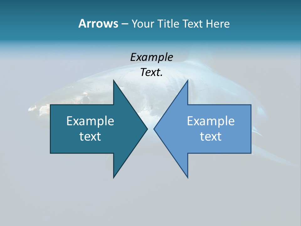 Carcharodon Carcharias Dangerous Aggressiveness PowerPoint Template