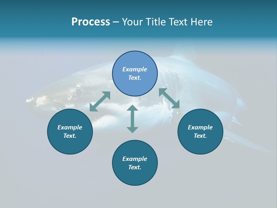 Carcharodon Carcharias Dangerous Aggressiveness PowerPoint Template