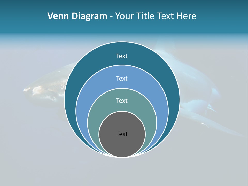 Carcharodon Carcharias Dangerous Aggressiveness PowerPoint Template