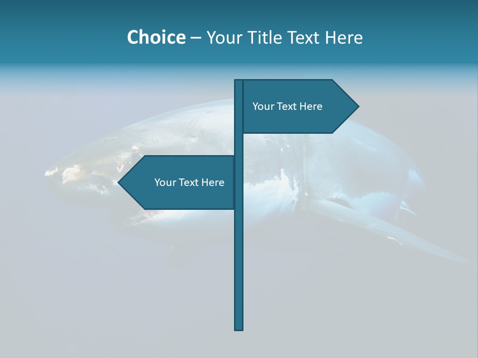 Carcharodon Carcharias Dangerous Aggressiveness PowerPoint Template