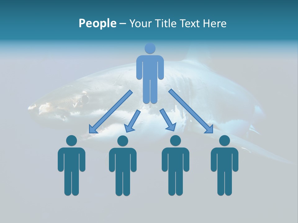 Carcharodon Carcharias Dangerous Aggressiveness PowerPoint Template