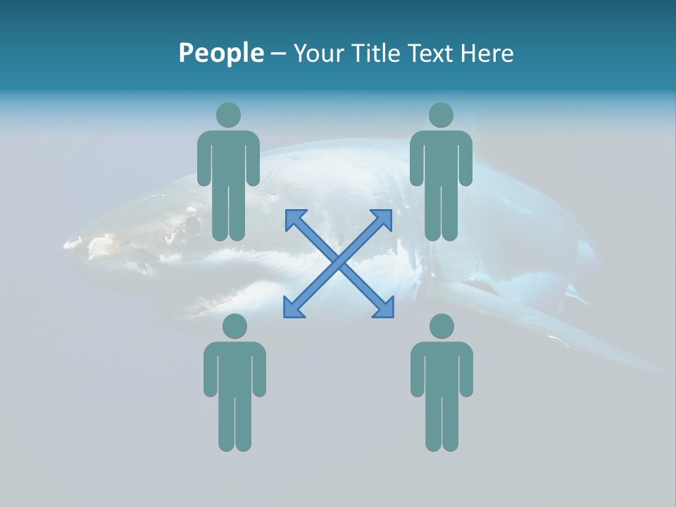 Carcharodon Carcharias Dangerous Aggressiveness PowerPoint Template