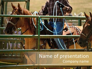 West Competition Calf PowerPoint Template
