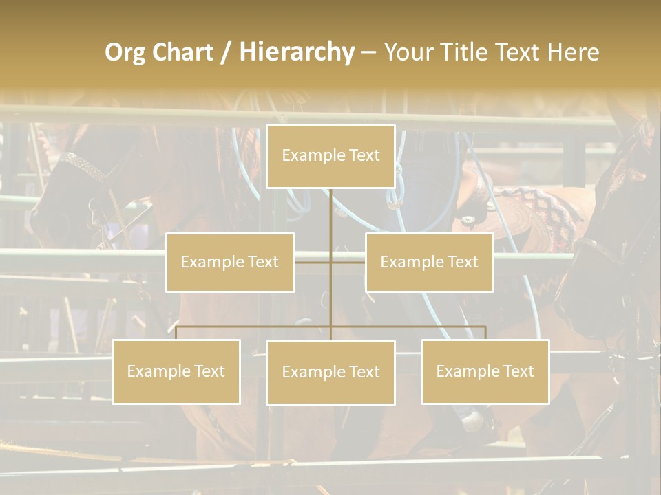 West Competition Calf PowerPoint Template