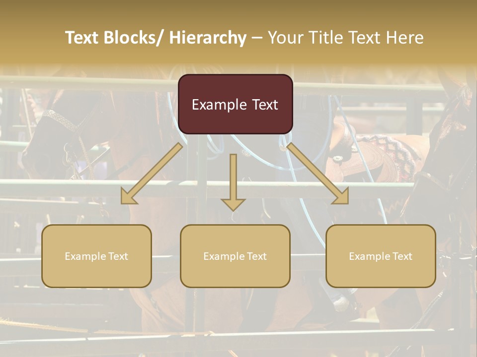 West Competition Calf PowerPoint Template