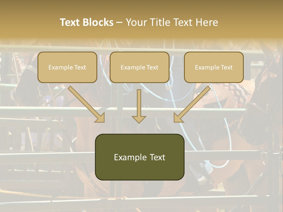 West Competition Calf PowerPoint Template