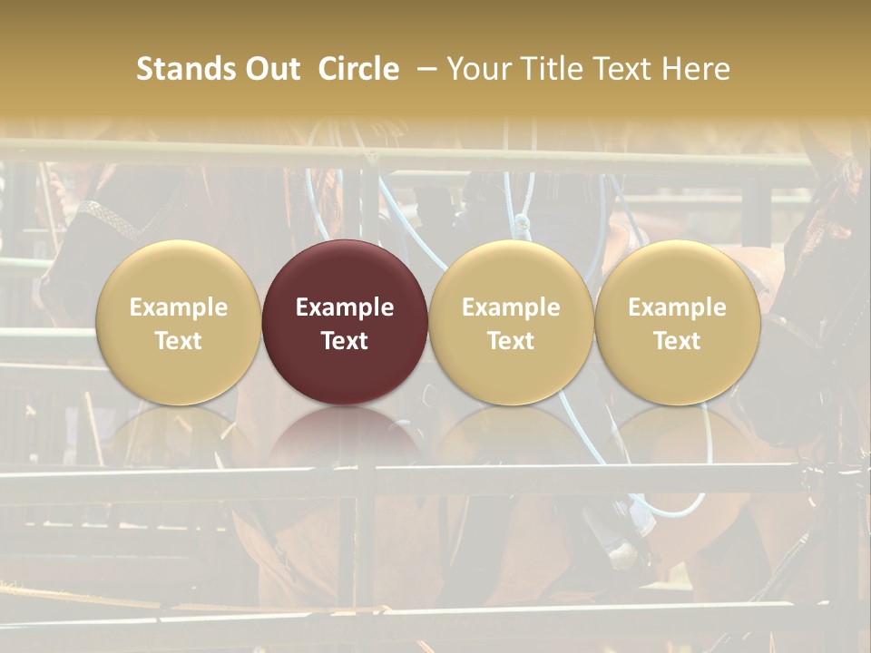 West Competition Calf PowerPoint Template