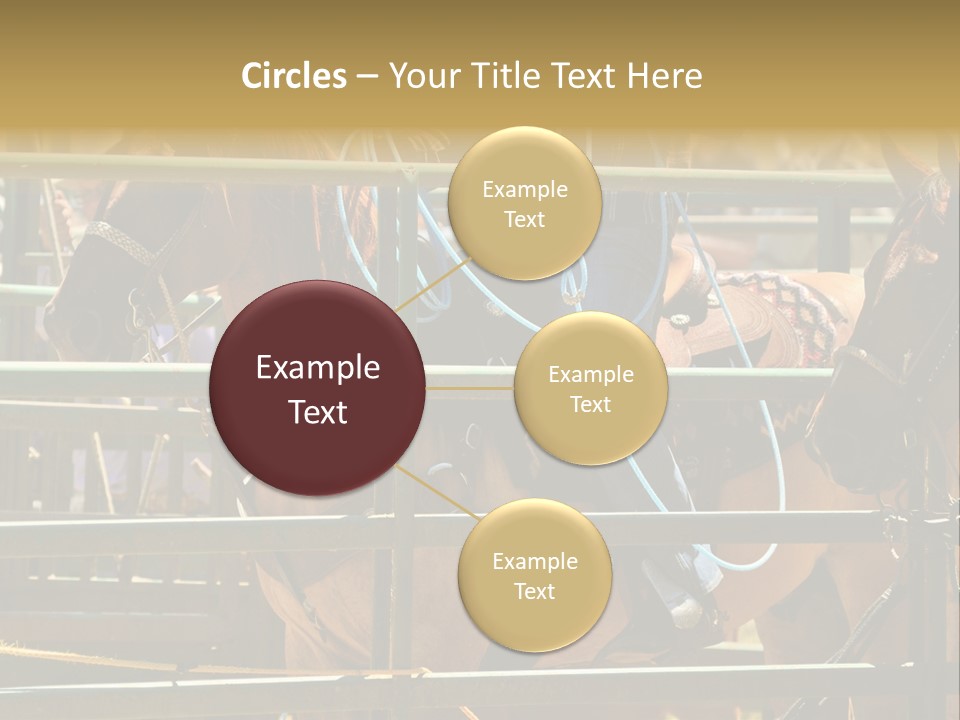 West Competition Calf PowerPoint Template