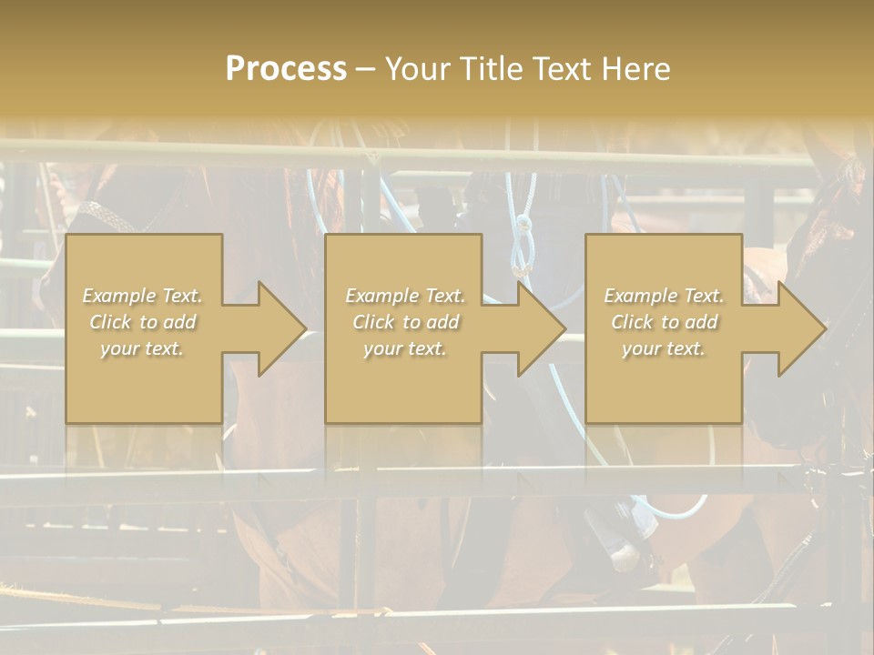 West Competition Calf PowerPoint Template